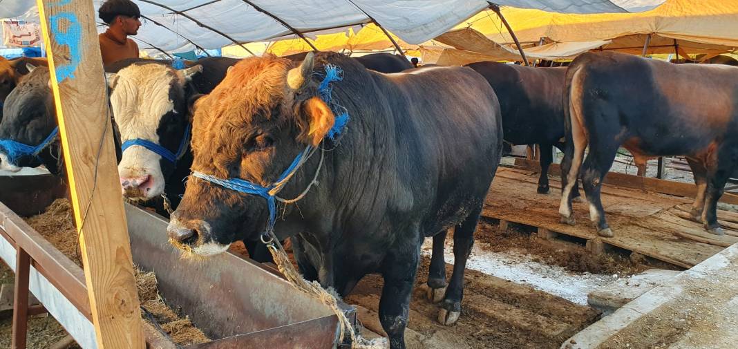 Sincan Yeniçimşit Kurban Pazarı’nda kurbanlık fiyatları 1